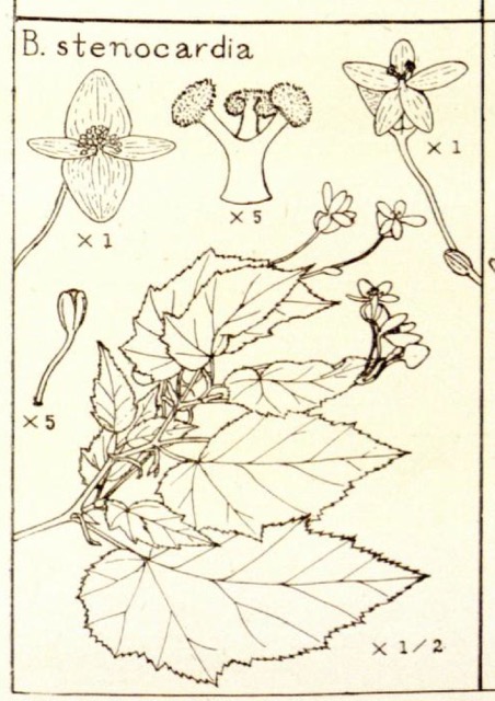 B. stenocardia